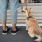A dog on a leash walking through Northern Liberties neighborhood in Philadelphia