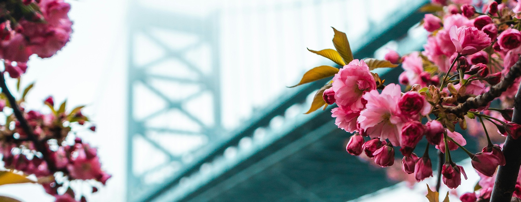 pink flowers in front of a bridge Rivermark Northern Liberties Philly apartments 