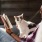 A person reading a book with a cat in their lap inside Philadelphia apartment home